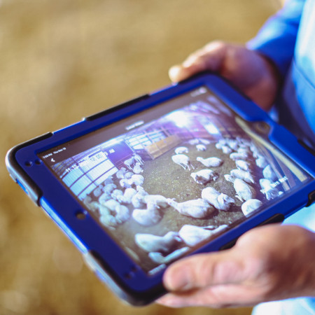 Using camera systems to monitor livestock. 